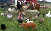 FrysFunFarm2