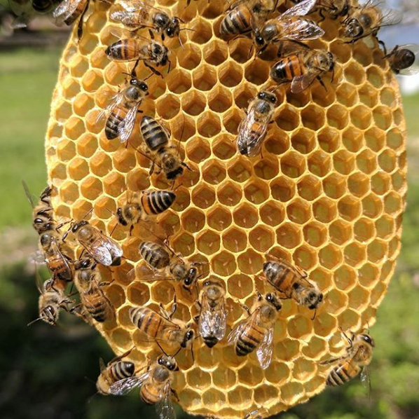 Bees – Eco Discovery Zone – Saskia van Adrichem – Saskia van Adrichem (1)