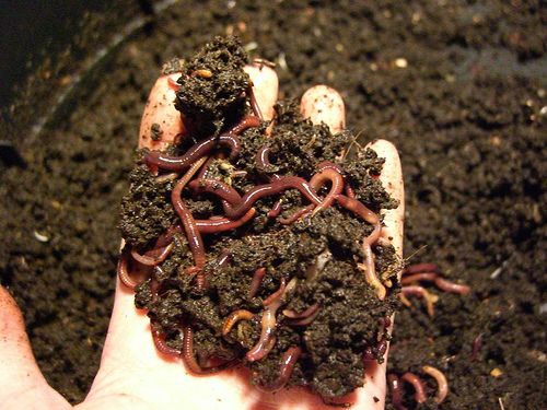 earth_day_vermiculture – Shane Johnson